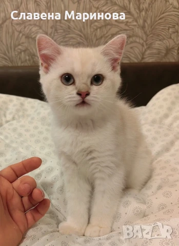 Шотландска правоуха котка колорпойнт НАМАЛЕНА ЦЕНА ДО КРАЯ НА СЕДМИЦАТА , снимка 1