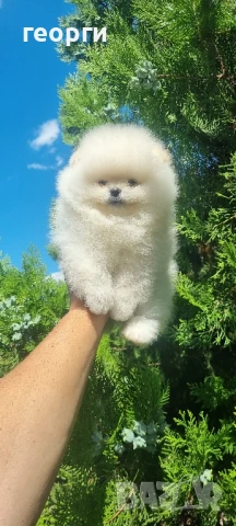 померан померанче, снимка 2 - Померан - 51192687