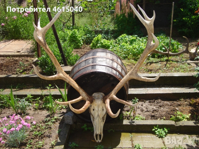 Трофей от елен