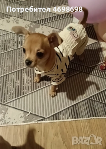 Чихуахуа-пинчер, снимка 2 - Чихуахуа - 52967489