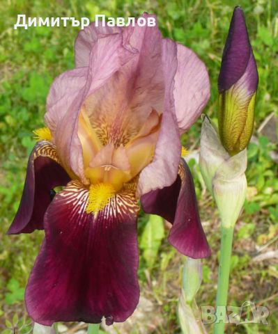 Перуника,ирис - различни цветове високи ароматни, снимка 11 - Градински цветя и растения - 37148734