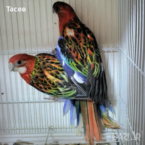 Розела, снимка 1