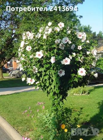 дървовидна градинска ружа - hibiscus syriacus Red heart , снимка 4 - Други - 47223942