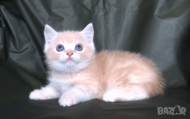 Британско късокосместо златисто котенце, снимка 6 - Британска късокосместа - 43400066