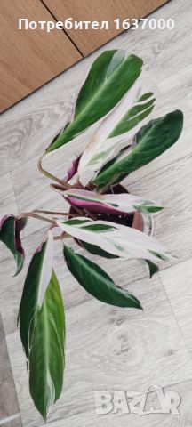Строманте Триколор , снимка 2 - Стайни растения - 46392457