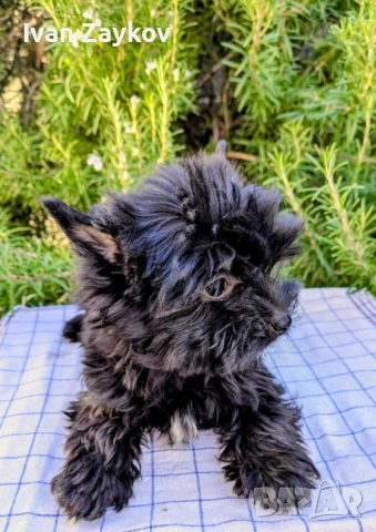 Мини черно момиче йорки