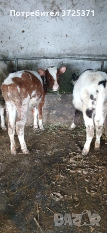 Продавам 6 бр телета , снимка 11 - Крави - 53295775