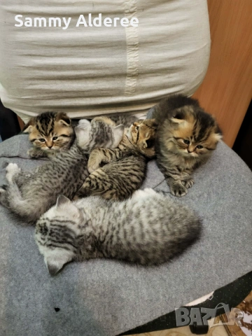 Британски, шотландски котета пухчета, снимка 12 - Британска късокосместа - 53852203