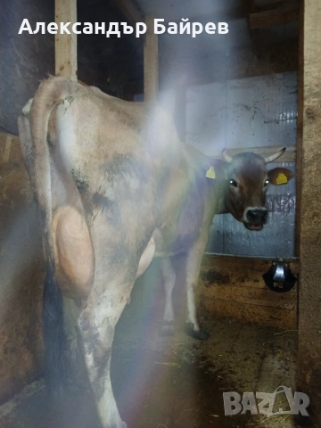 Крава жарсе , снимка 5 - Крави - 54258947