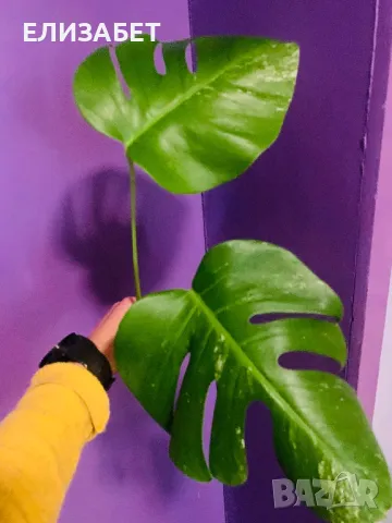 Monstera albo резник, снимка 1