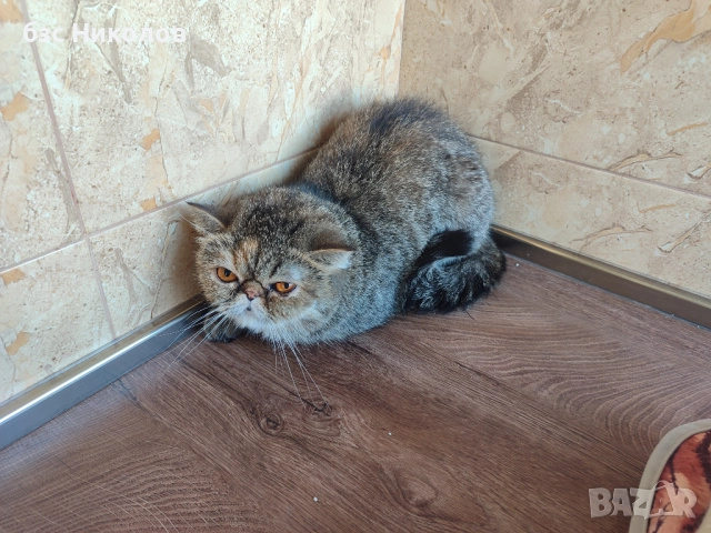 Женски екзотични персийски котки на 4,5 години 2,5 години и на 4 месеца., снимка 6 - Персийска - 51485263