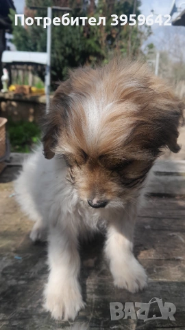 Малки болонки си търсят семейство