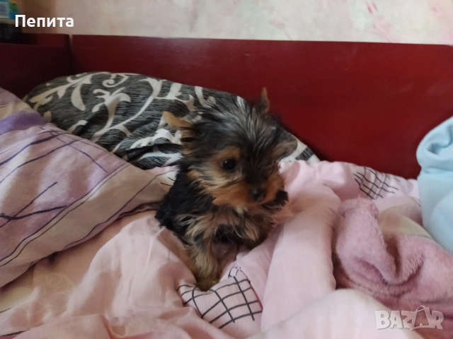 Мини йоркширски териери, снимка 3 - Йоркширски териер - 51977621