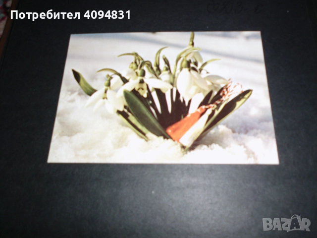 Стари албуми 2бр. с Пощенски картички / Цветя, снимка 16 - Колекции - 52099682