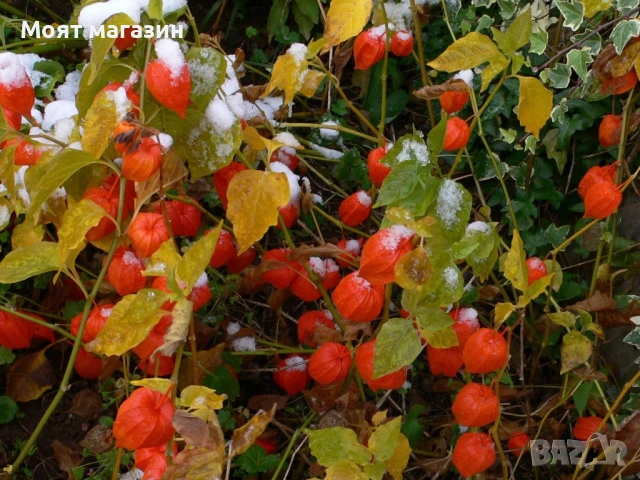 Физалис - physalis, снимка 14 - Градински цветя и растения - 53650459