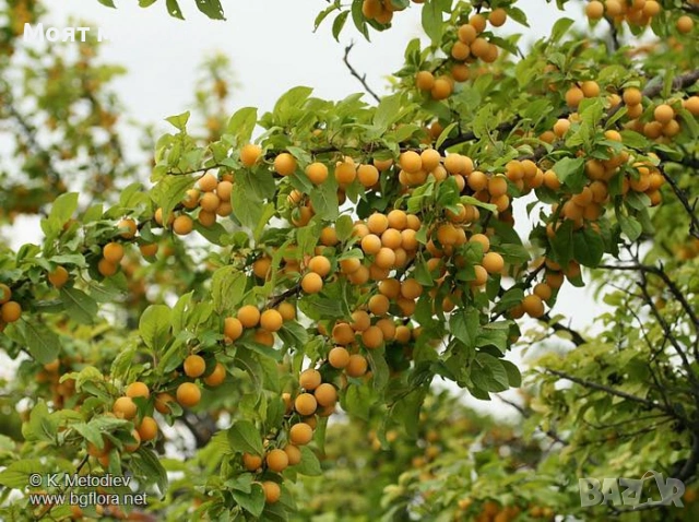 Жълта джанка