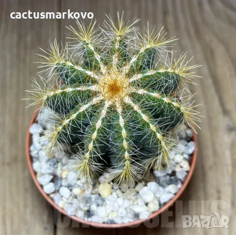 Notocactus magnificus, снимка 2 - Стайни растения - 48036580