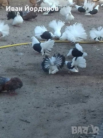 Гълъби Фенерлий, снимка 2 - Гълъби - 52275322