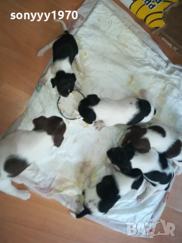 ДЖАК РЪСЕЛ-250ЛВ ЗА БРОЙ 0409252000, снимка 10 - Джак ръсел териер - 51608760