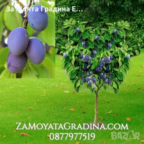 Мини дръвчета - Овошки, снимка 5 - Градински цветя и растения - 53619368