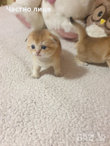 Шотландско коте  клепоуха златна чинчила, снимка 3 - Чинчили - 53957925