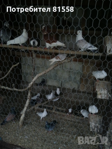 Гълъби , снимка 3 - Гълъби - 54013110