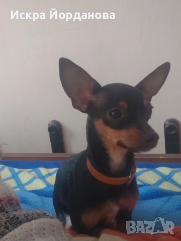 Търся добър дом на Мини пинчер 
