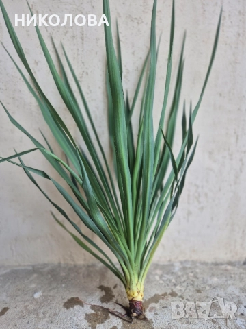 ГРАДИНСКА ЮКА, снимка 5 - Градински цветя и растения - 51977145