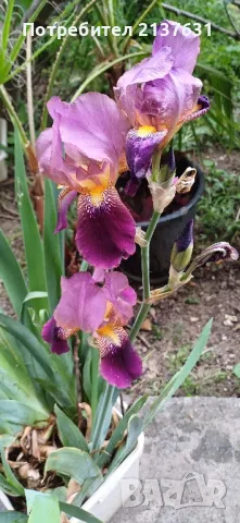 ПЕРУНИКА , ИРИС