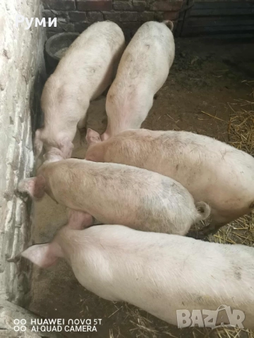 Продавам прасенца, снимка 3 - Прасета - 52955809