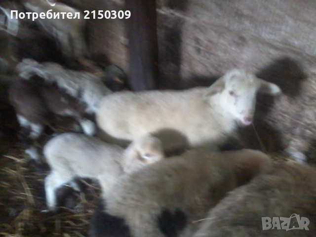 продавам агнета, снимка 3 - Овце - 45026767