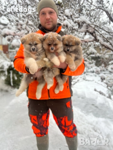 Акита Ину прекрасни кученца , снимка 5 - Акита ину - 52896168