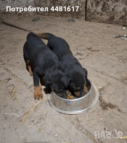 Доберманчета, снимка 4 - Доберман - 52296777