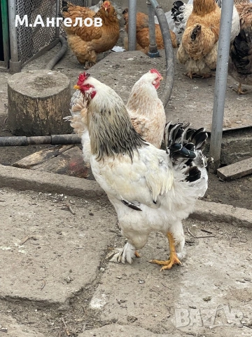 Петли , снимка 2 - Кокошки и пуйки - 53836911