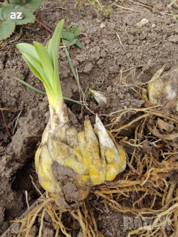 лилиум, снимка 13 - Сортови семена и луковици - 51558756