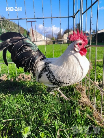 Петел Сребърно Брезе Бантам-уникално петле единствени в България , снимка 2 - други­ - 54010169
