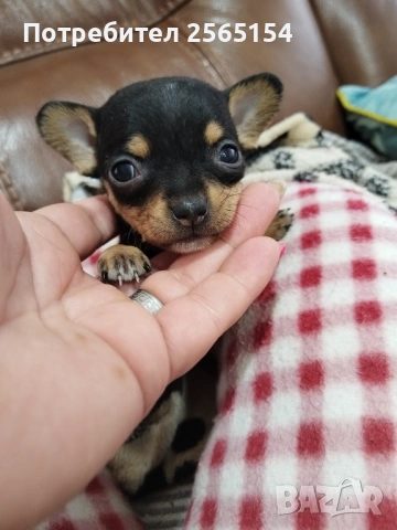 Пинчерчета , снимка 2 - Пинчер - 54063680