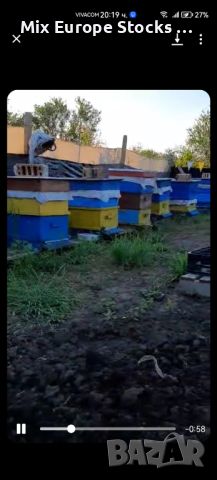 Пчелни семейства с кошерите , снимка 3 - Други животни - 45455709