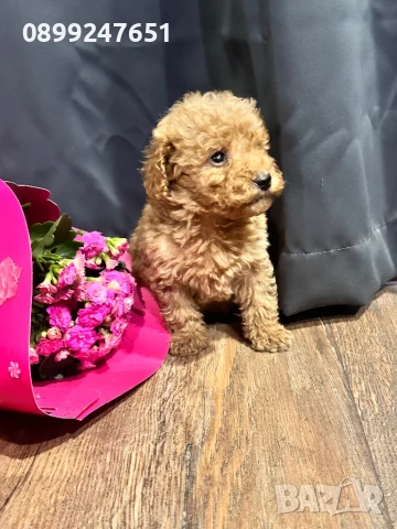 Продавам той пуделчета