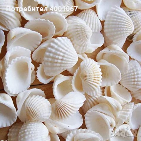  красиви бели мидички от Средиземно море , снимка 1 - Декорация за дома - 45040814