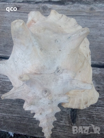 Огромен рапан , снимка 3 - Други - 51950358