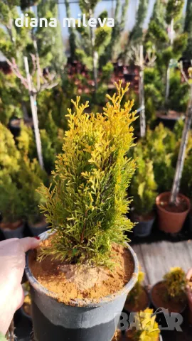 Туя Златен Смарагд, Thuja Occidentalis Golden Smaragd, снимка 17 - Градински цветя и растения - 37217569