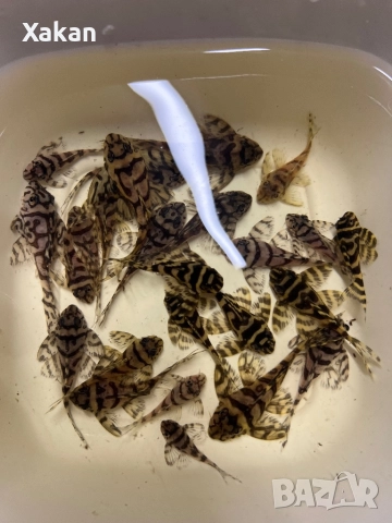 L 236 SW и SY 6.5-7см, снимка 14 - Рибки - 50275511