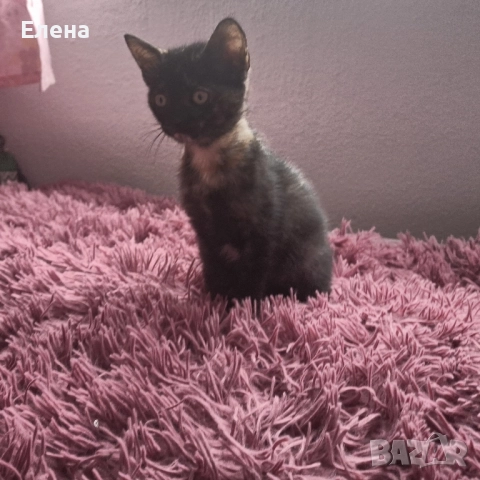подарявам котенце , снимка 3 - Други - 52234708