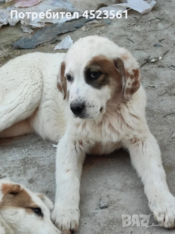 Сао-Алабай, снимка 5 - Алабай - 53669095