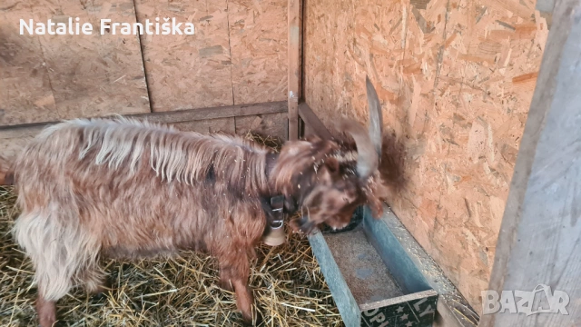 Продавам коза на година и половина., снимка 3 - Други животни - 53814754