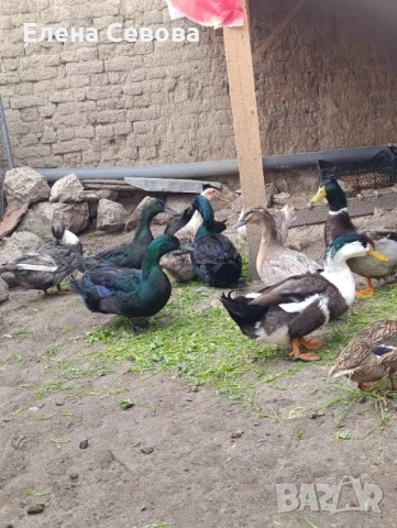 Продавам яйца за люпене от крякащи патици и малки патенца от тях 