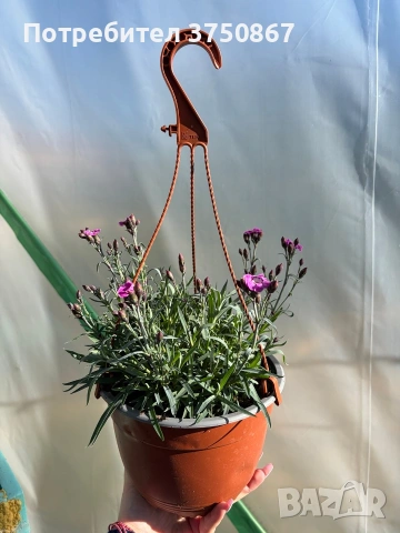 💜🌿 Каскаден, ароматен карамфил - кошници, снимка 4 - Градински цветя и растения - 53810446