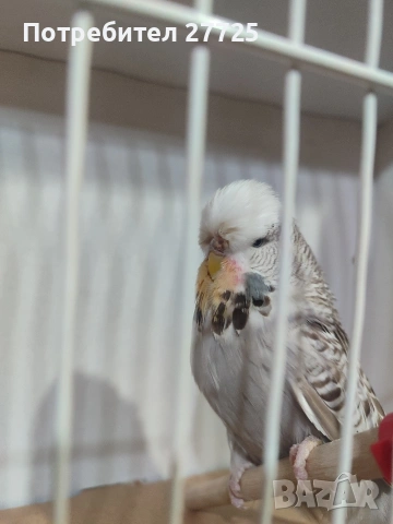 Изложбени папагали , снимка 2 - Папагали - 53290737