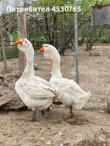 Холмогорски Гъски, снимка 12 - Патици и гъски - 54122292
